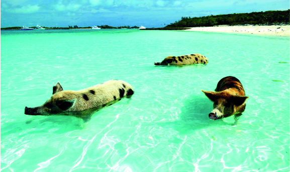 L’île de MADAGASCAR (Afrique)